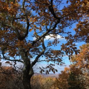 Meet your Posher, Sasha